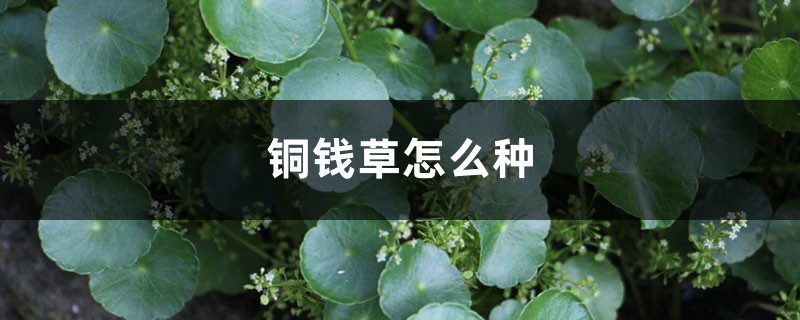 铜钱草怎么种