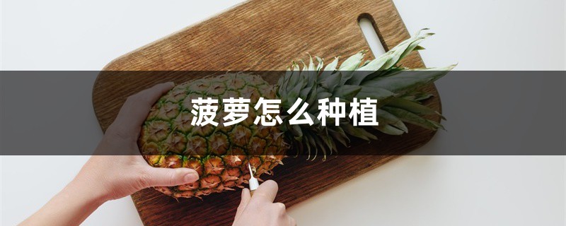 菠萝怎么种植