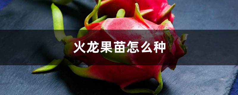 火龙果苗怎么种