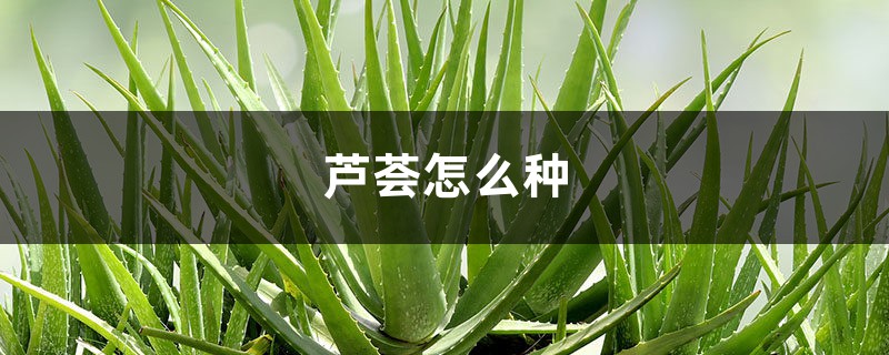 芦荟怎么种