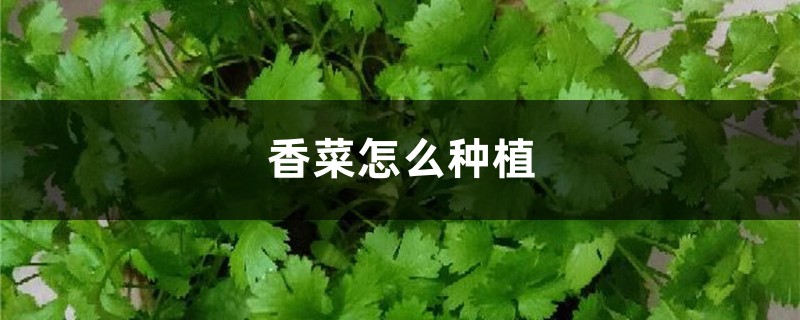 香菜怎么种植