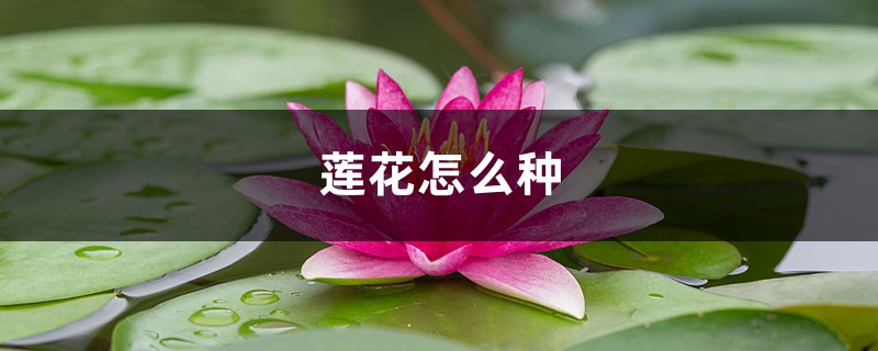 莲花怎么种