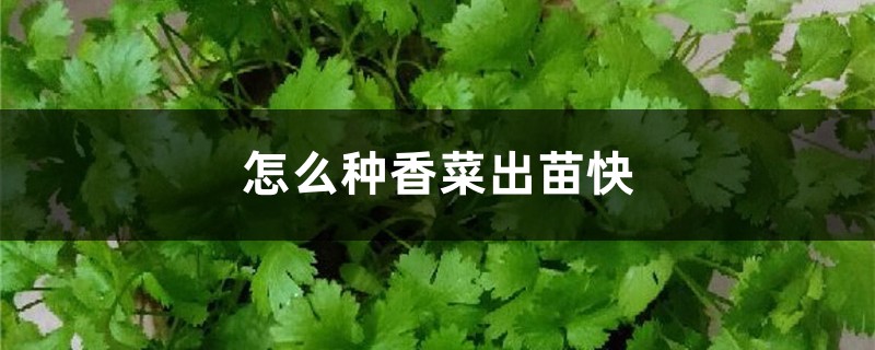 怎么种香菜出苗快