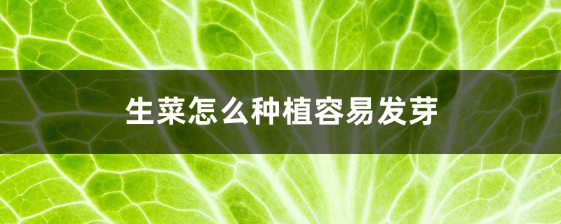 生菜怎么种植容易发芽