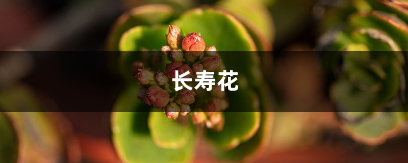 “长寿花”开满盆并不难，勤“砍”枝头，花开的拦不住