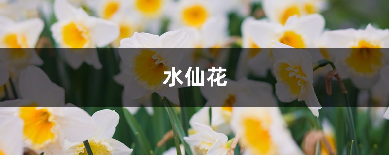 “水仙花”还能定时开花？你没看错，泡在水里就行