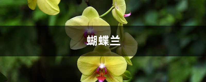 蝴蝶兰开完花就扔?真傻!像我这么养,年年冬天都能开! 蝴蝶兰开完花就扔?真傻!像我这么养,年年冬天都能开!