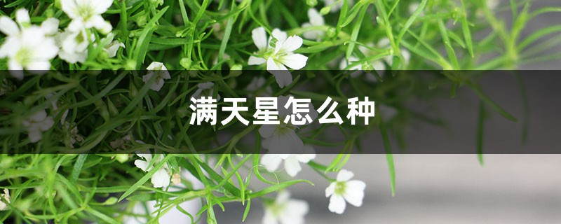 满天星怎么种