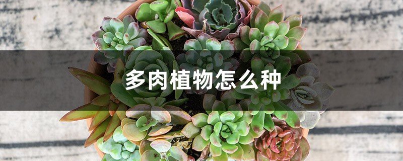 多肉植物怎么种