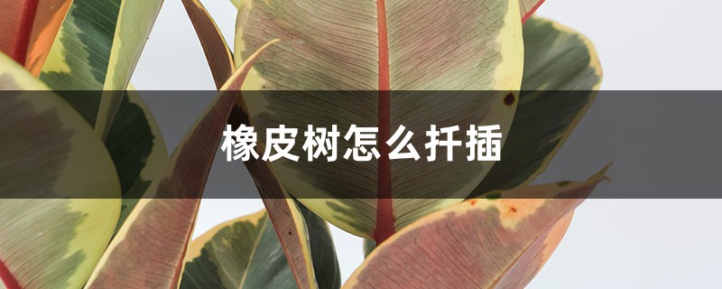 橡皮树怎么扦插 橡皮树怎么扦插