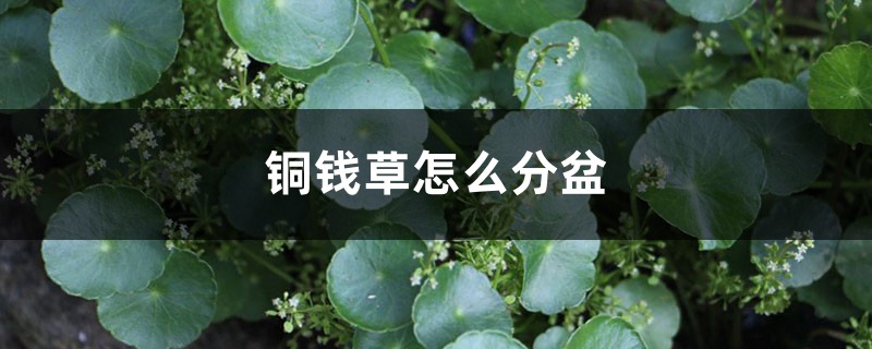 铜钱草怎么分盆