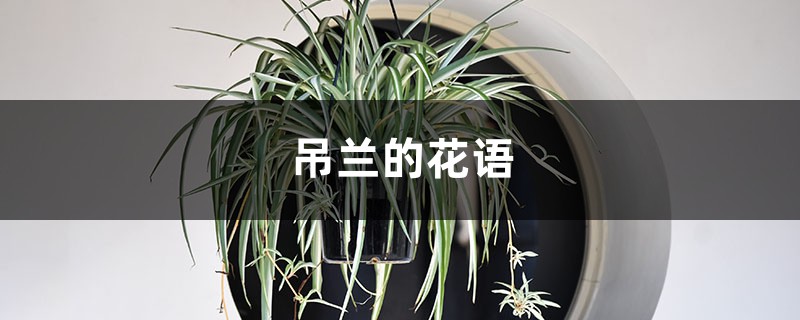 吊兰的花语