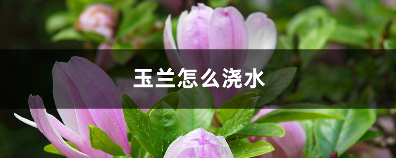 玉兰怎么浇水