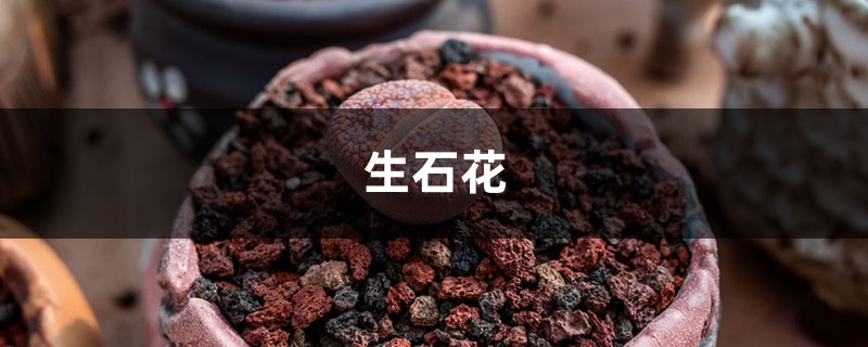 盆里种盆“小屁股”,颗颗颜色不一样,摸起来太有感觉了! 盆里种盆“小屁股”,颗颗颜色不一样,摸起来太有感觉了!
