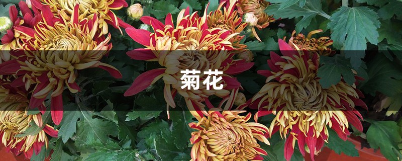 这种小菊花,省心还好看,新手也能养成大花球! 这种小菊花,省心还好看,新手也能养成大花球!