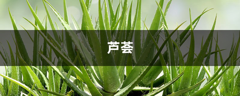 芦荟卖到1万多块,到底哪里值这么多钱,看完我明白了! 芦荟卖到1万多块,到底哪里值这么多钱,看完我明白了!