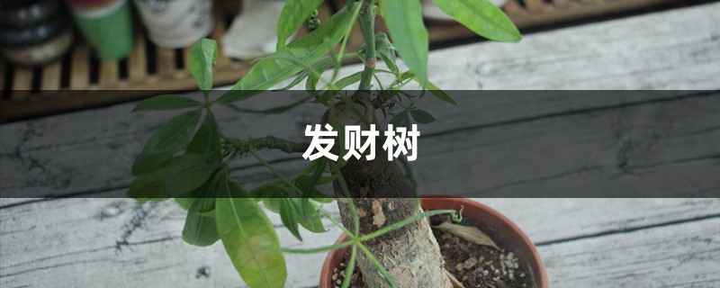 发财树也能播种？1个果1根枝，多到阳台放不下！