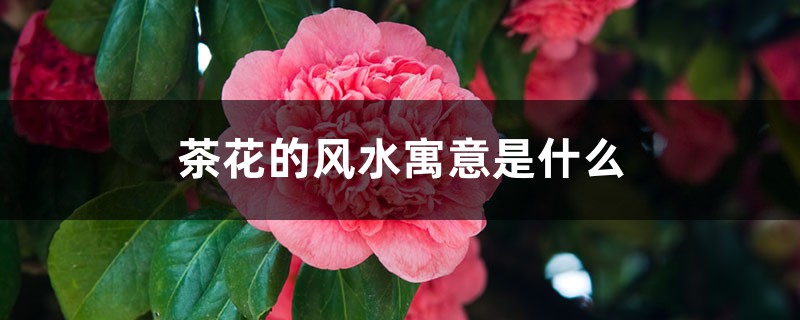 茶花的风水寓意是什么 茶花的风水寓意是什么