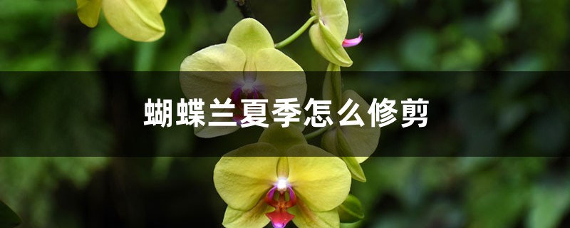 蝴蝶兰夏季怎么修剪 蝴蝶兰夏季怎么修剪