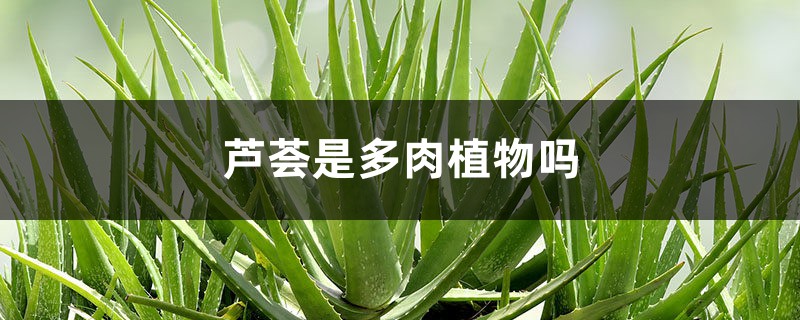芦荟是多肉植物吗 芦荟是多肉植物吗