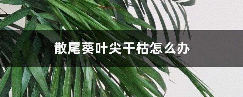 散尾葵叶尖干枯怎么办