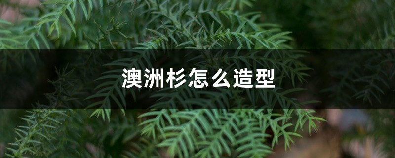 澳洲杉怎么造型