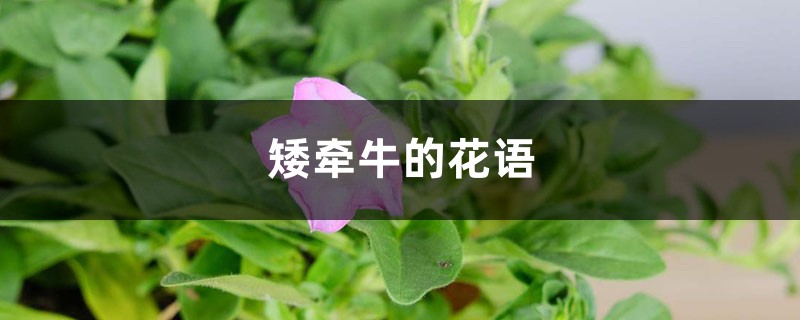 矮牵牛的花语