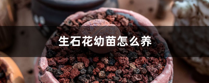 生石花幼苗怎么养 生石花幼苗怎么养