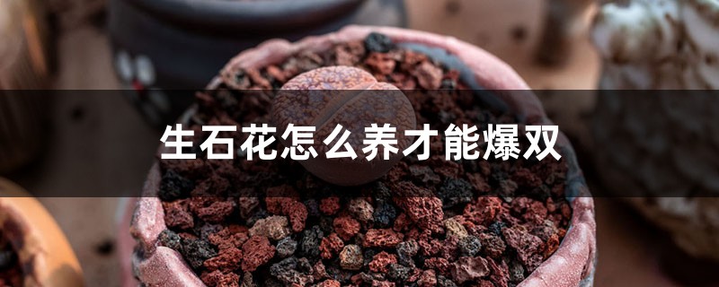 生石花怎么养才能爆双
