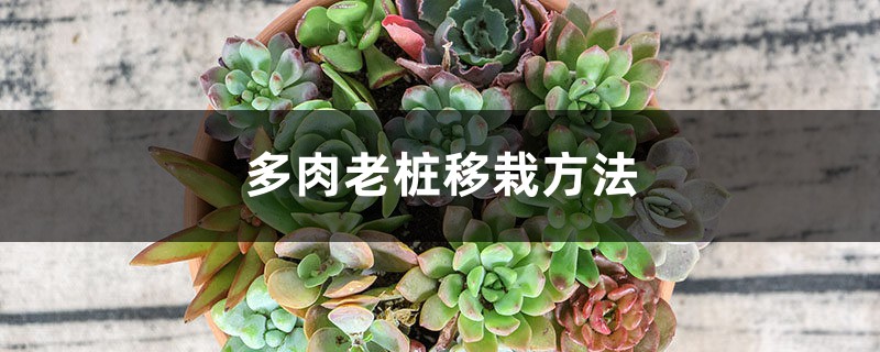 多肉老桩移栽方法