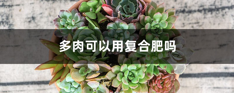 多肉可以用复合肥吗 多肉可以用复合肥吗