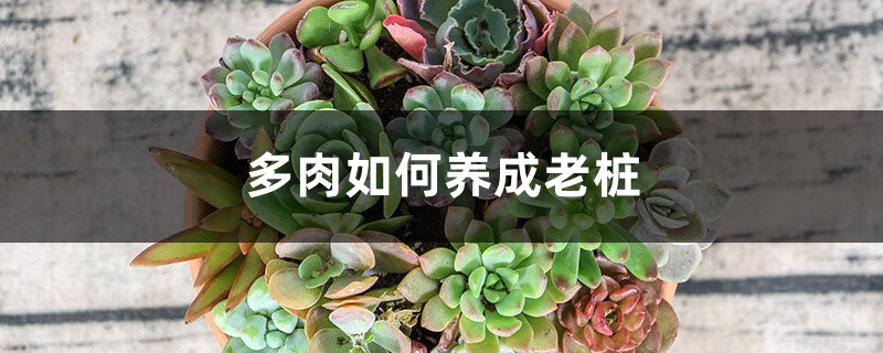 多肉如何养成老桩