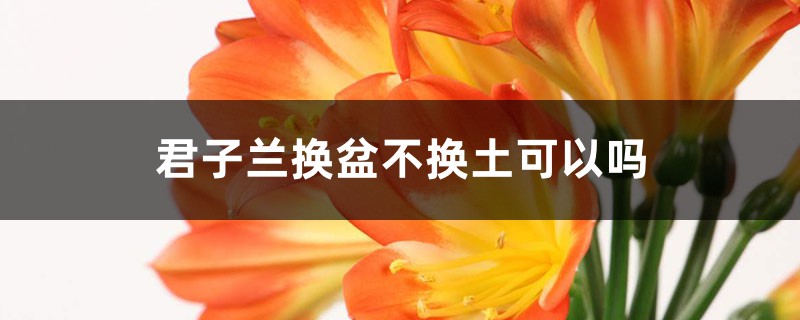 君子兰换盆不换土可以吗 君子兰换盆不换土可以吗