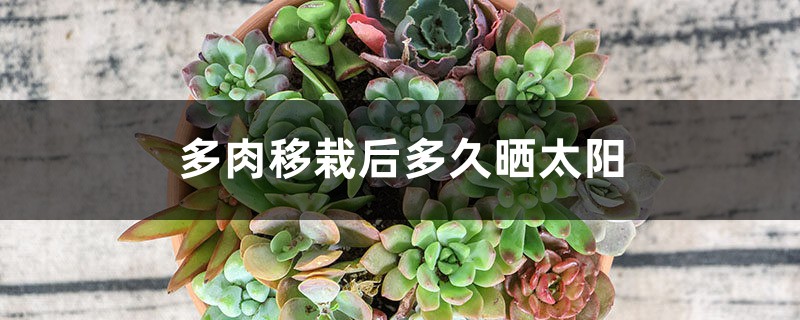 多肉移栽后多久晒太阳 多肉移栽后多久晒太阳