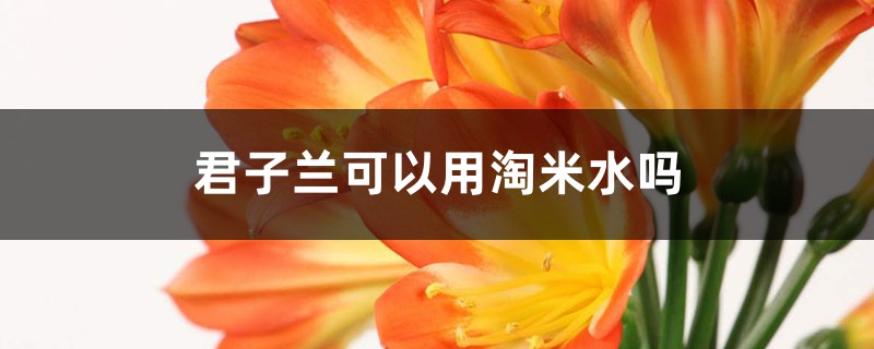 君子兰可以用淘米水吗 君子兰可以用淘米水吗