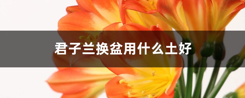 君子兰换盆用什么土好 君子兰换盆用什么土好
