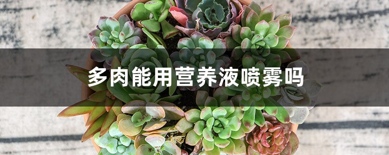 多肉能用营养液喷雾吗 多肉能用营养液喷雾吗