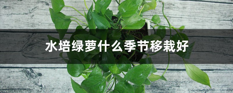 水培绿萝什么季节移栽好 水培绿萝什么季节移栽好