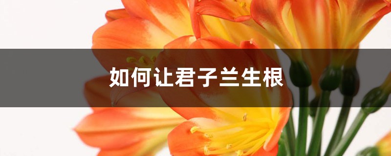如何让君子兰生根 如何让君子兰生根