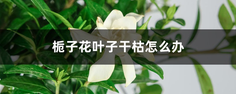 栀子花叶子干枯怎么办 栀子花叶子干枯怎么办