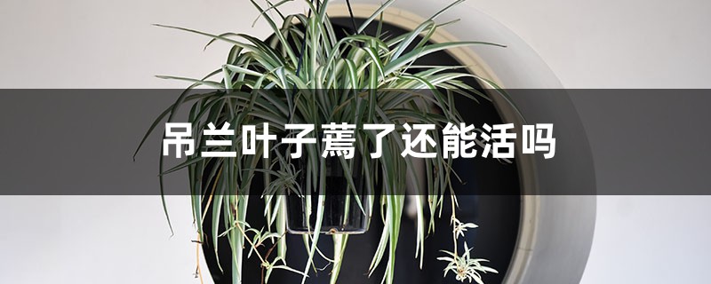 吊兰叶子蔫了还能活吗 吊兰叶子蔫了还能活吗