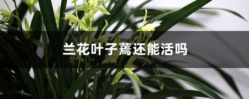 兰花叶子蔫还能活吗 兰花叶子蔫还能活吗