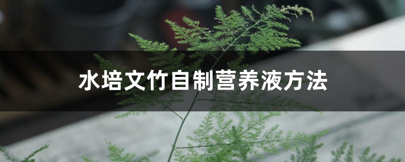 水培文竹自制营养液方法