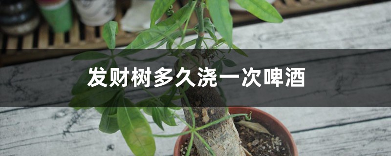 发财树多久浇一次啤酒