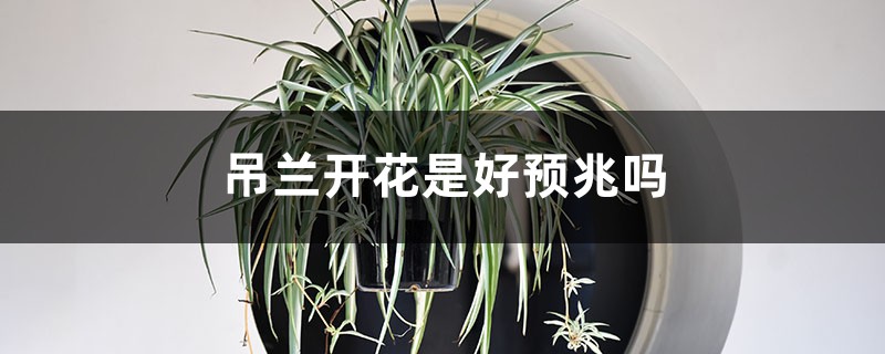 吊兰开花是好预兆吗