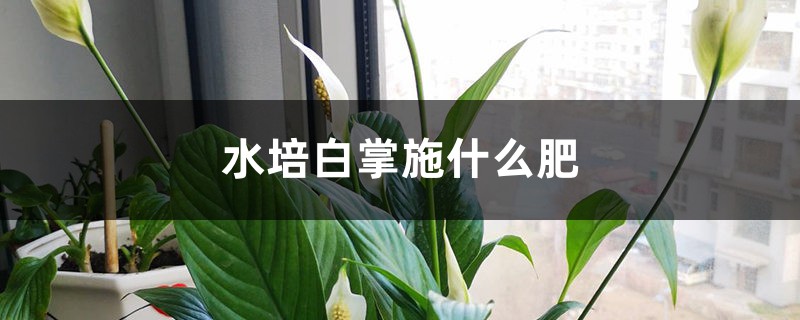 水培白掌施什么肥