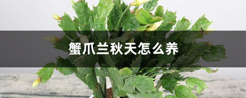 蟹爪兰秋天怎么养 蟹爪兰秋天怎么养