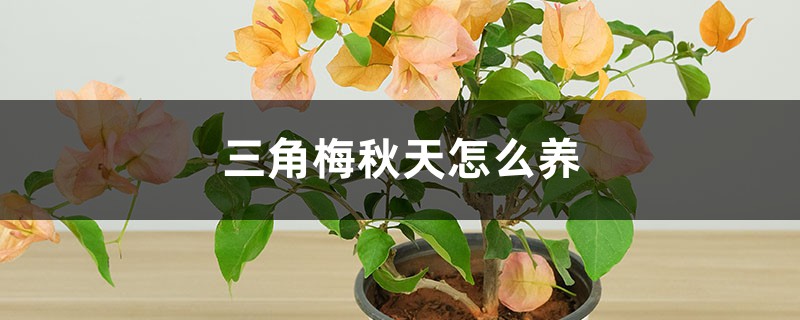 三角梅秋天怎么养