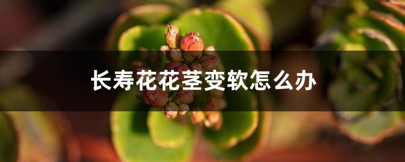 长寿花花茎变软怎么办