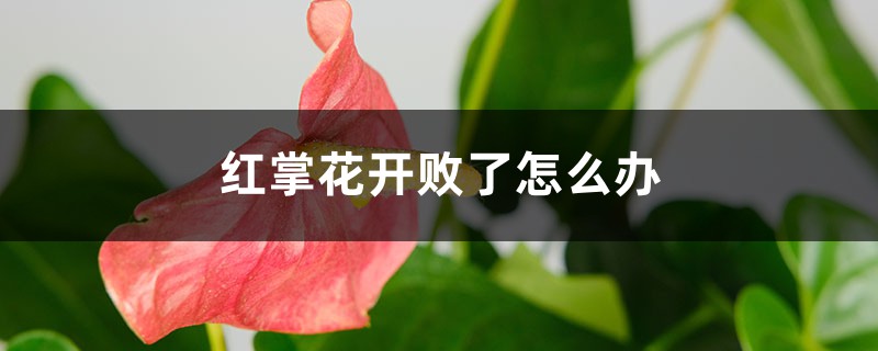 红掌花开败了怎么办